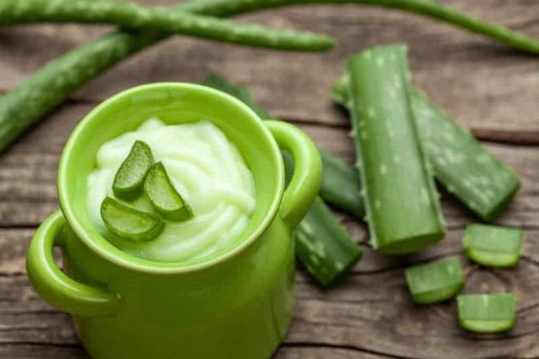 aloe-aloes-vera